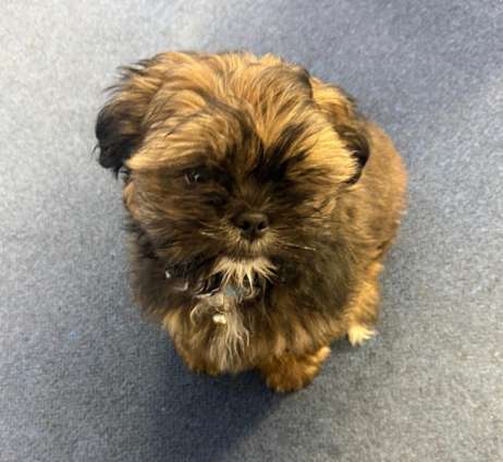 Finnegan Logan, Logistics Fur Ball